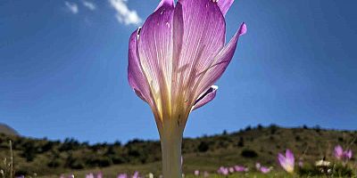 Yaylalarda kışın habercisi ‘vargit’ler kendini gösterdi