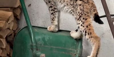 Yolunu şaşıran vaşak Torul ilçe merkezine indi