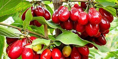 Yüzde 75 Destekli Kızılcık Bahçesi Kurulacak