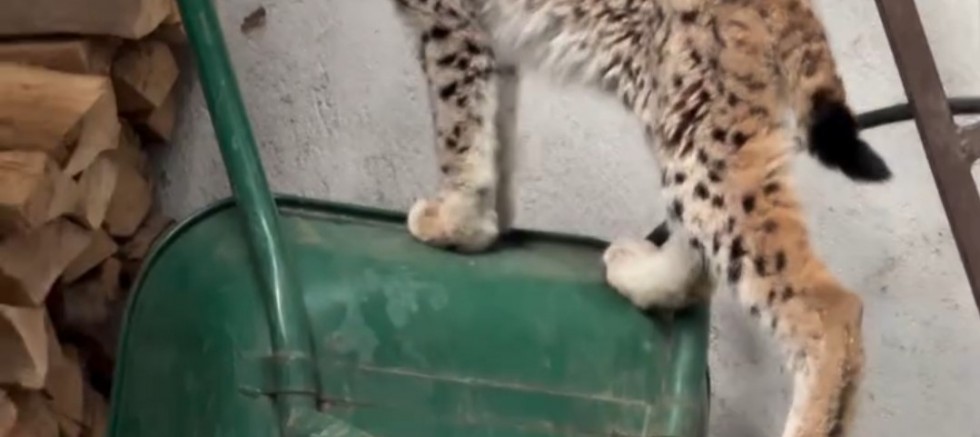 Yolunu şaşıran vaşak Torul ilçe merkezine indi